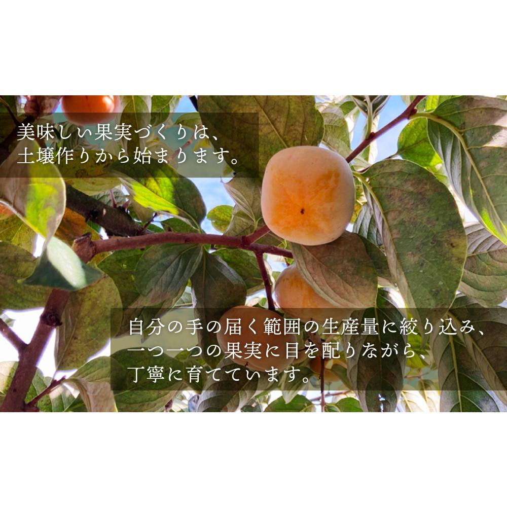 【ふるさと納税】柿 種無し 赤秀品 超大玉 1.8kg 5～6個 ［先行予約］［2026年9月末頃から発送］［KG4］ | 柿 かき フルーツ 果物 くだもの 食品 人気 おすすめ 送料無料 サムネイル2