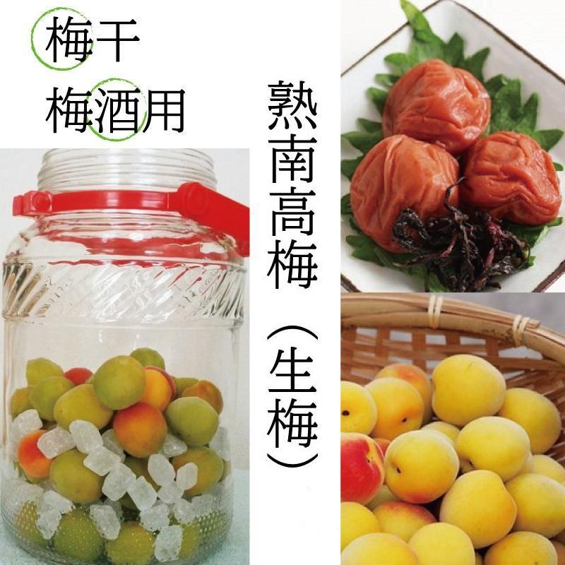 ［梅干・梅酒用］（4Lまたは3L－10kg）熟南高梅＜2026年6月上旬～7月7日発送予定＞フルーツ 果物 くだもの 食品 人気 おすすめ 送料無料［ART09］