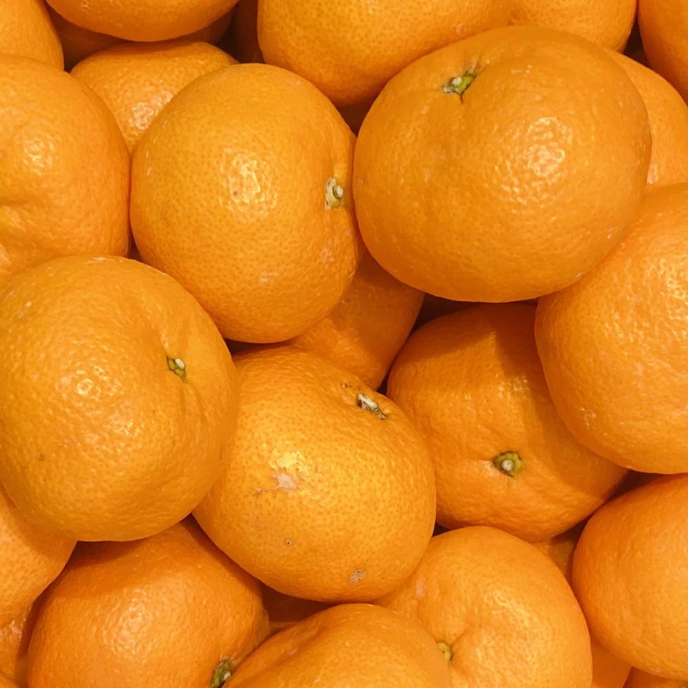 【ふるさと納税】[秀品]和歌山有田みかん約6kg(2Lサイズ)★2025年11月中旬頃より順次発送【TM84】 | 和歌山県 印南町 和歌山 返礼品 支援 支援品 楽天ふるさと 納税 取り寄せ グルメ フルーツ 果物 くだもの みかん ミカン 蜜柑 柑橘 柑橘類 かんきつ 有田みかん サムネイル2