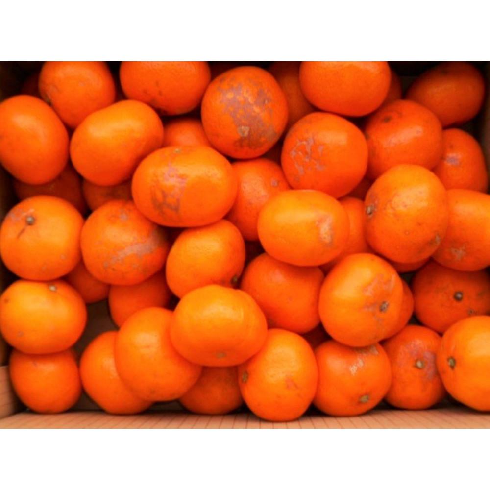 紀州有田みかん 約10kg 訳あり 家庭用キズあり サイズおまかせ 2L～2S いずれかお届け ［SL39］ | みかん 蜜柑 フルーツ 果物 くだもの 食品 人気 おすすめ 送料無料