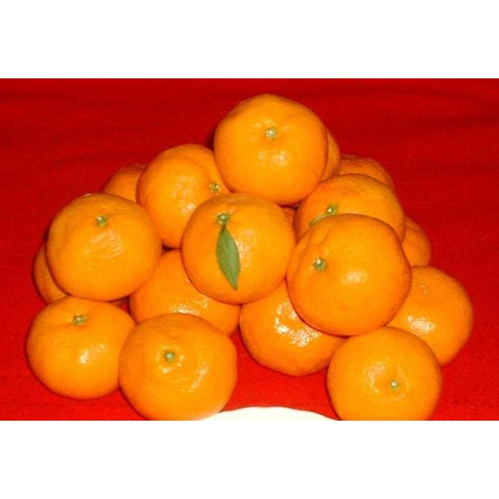 紀州有田みかん 約10kg 2Lサイズ(大玉) ［SL44］ | みかん 蜜柑 フルーツ 果物 くだもの 食品 人気 おすすめ 送料無料