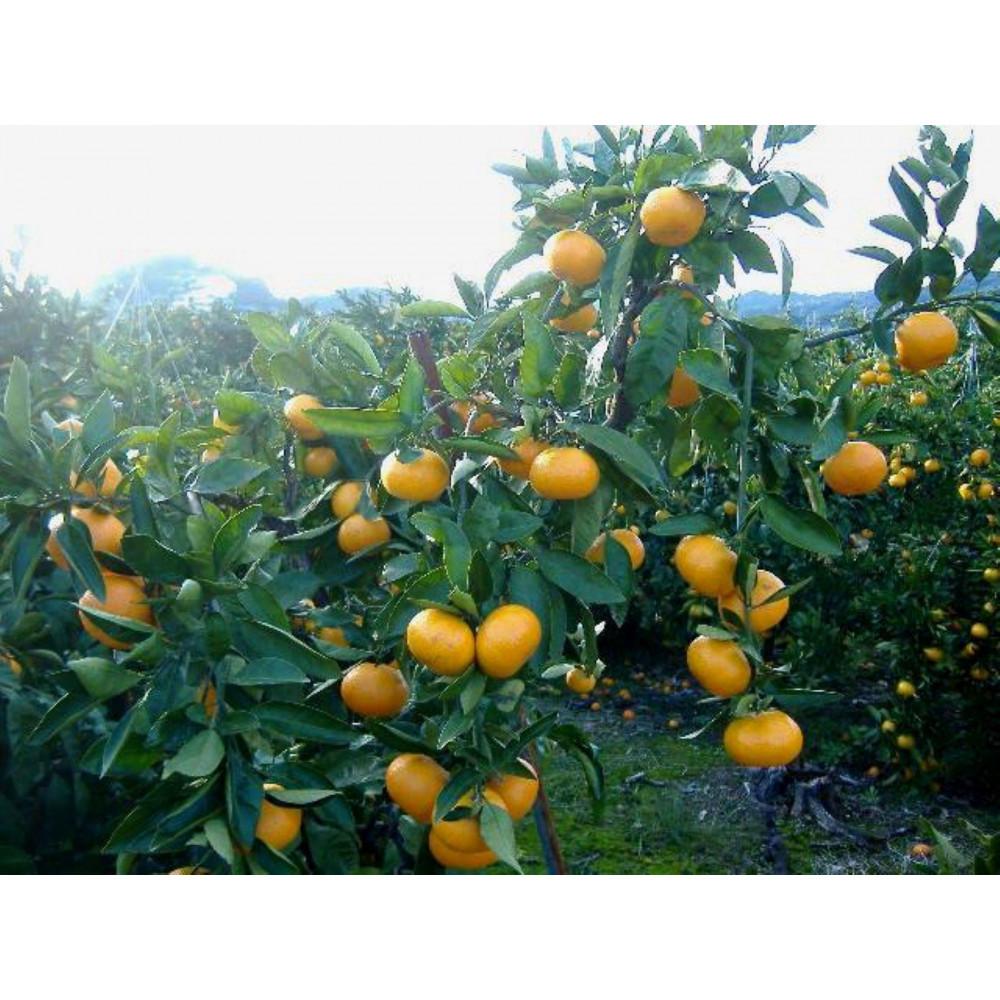 【ふるさと納税】紀州有田みかん 秀品 約5kg サイズおまかせ（L・M・S）いずれかお届け［SL48］ | みかん 蜜柑 フルーツ 果物 くだもの 食品 人気 おすすめ 送料無料 サムネイル2