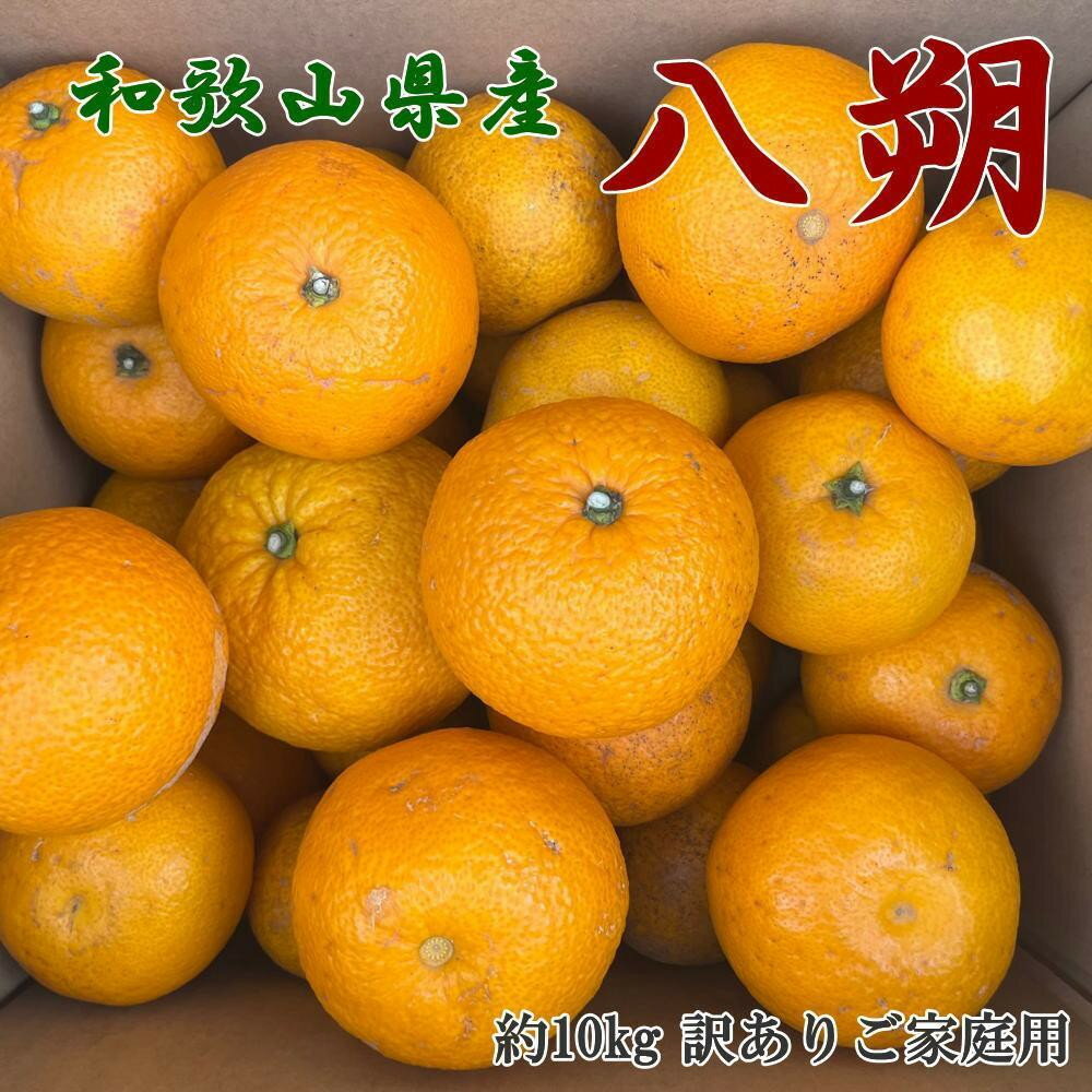［手選果 訳あり］和歌山 由良町産 八朔 約10kg サイズ混合 ご家庭用 ［TM205］ | フルーツ 果物 くだもの 食品 人気 おすすめ 送料無料 産地直送