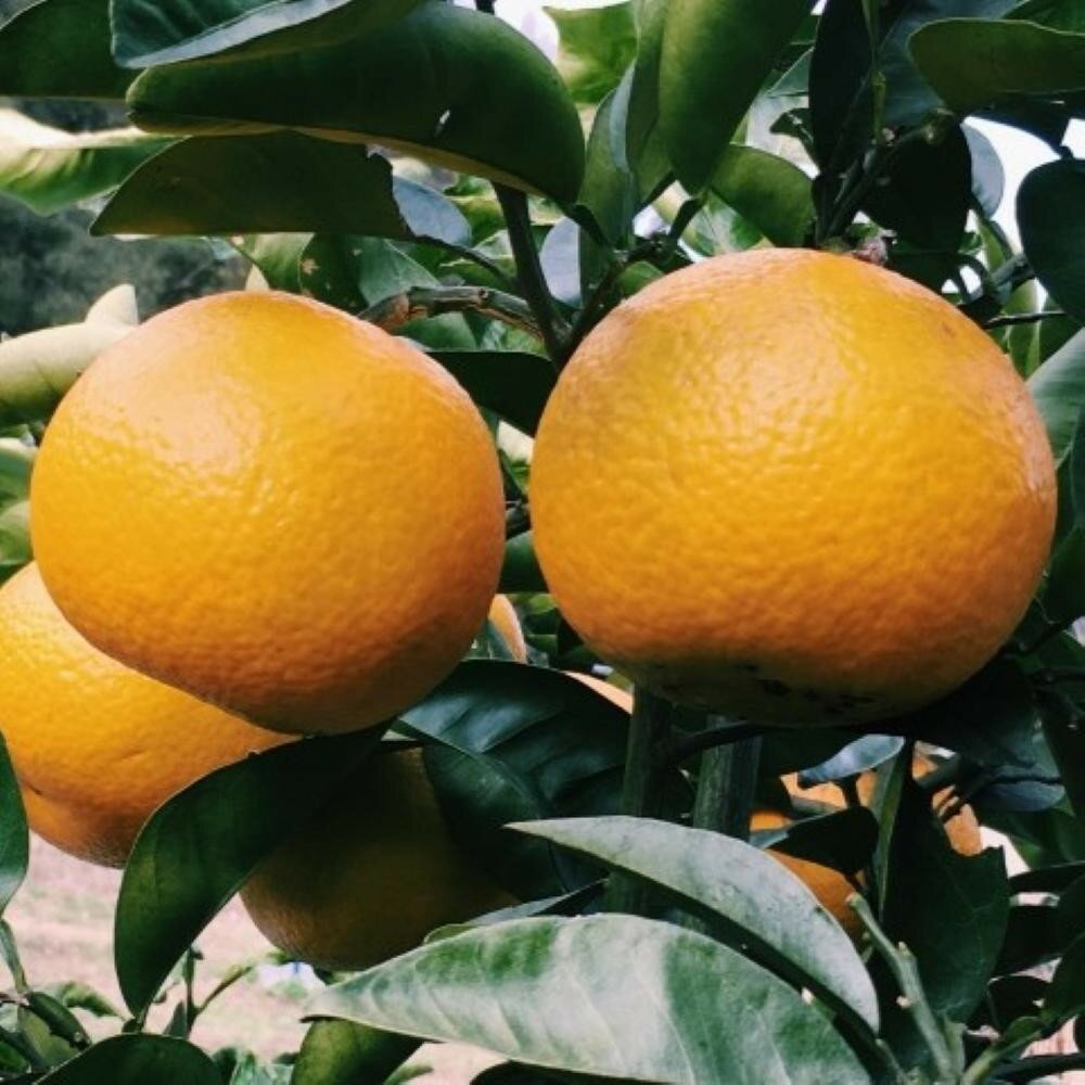 【ふるさと納税】［手選果 訳あり］和歌山 由良町産 八朔 約10kg サイズ混合 ご家庭用 ［TM205］ | フルーツ 果物 くだもの 食品 人気 おすすめ 送料無料 産地直送 サムネイル3