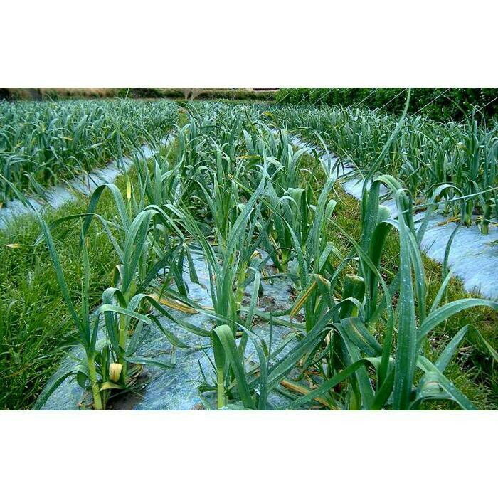 【ふるさと納税】由良町産にんにく 秀品 Lサイズ 約2kg(1kg×2)【SL19】 - 画像2