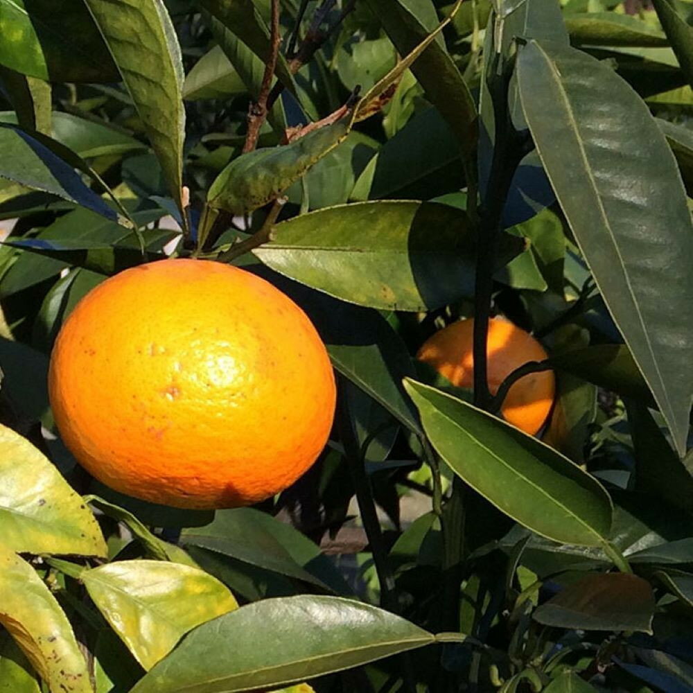 【ふるさと納税】【春みかん】和歌山有田産 カラマンダリン 約5kg サイズおまかせ ★2026年4月より順次発送 ［TM209w］ | オレンジ フルーツ 果物 くだもの 食品 人気 おすすめ 送料無料 サムネイル3