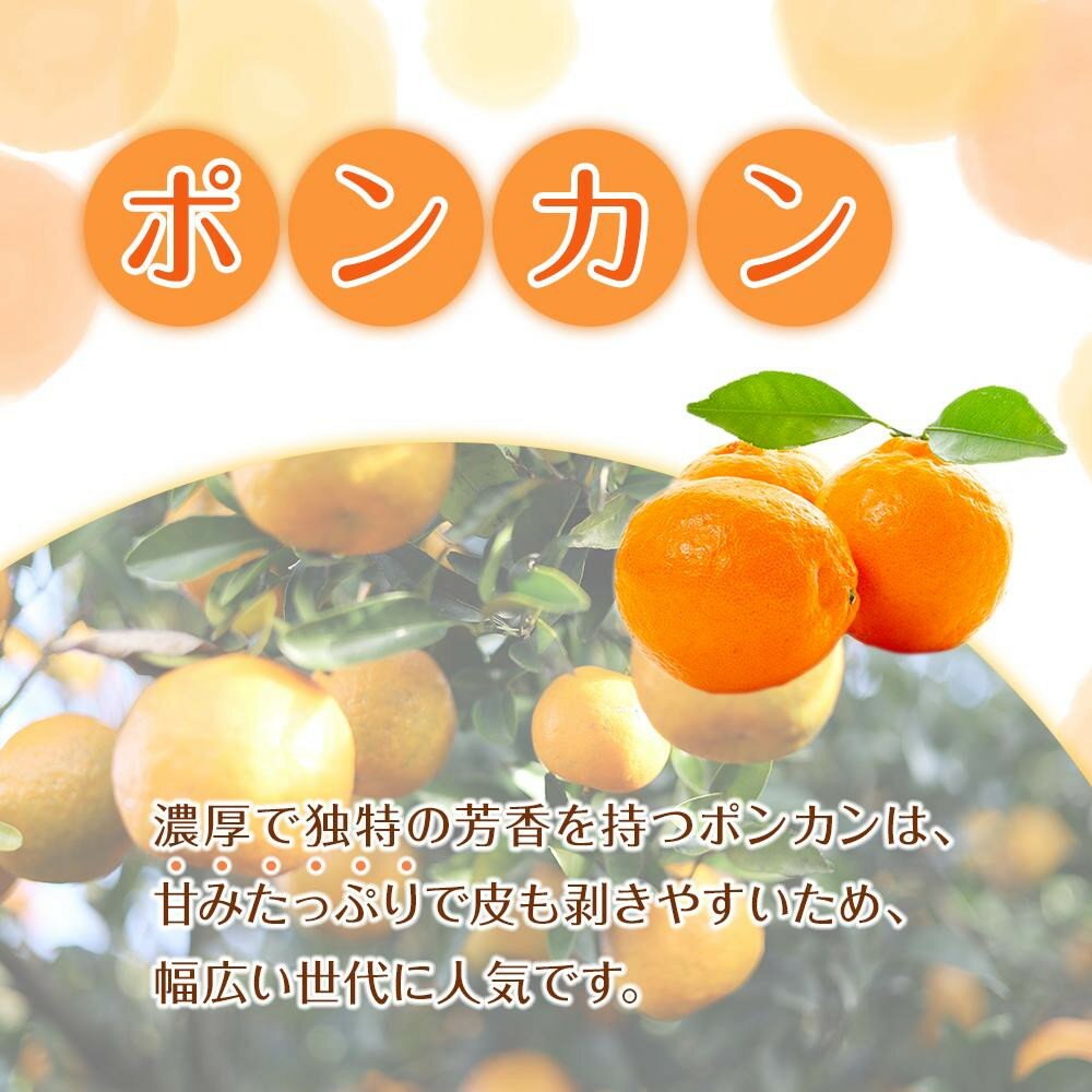 【ふるさと納税】［先行予約］家庭用 森本農園の手選別 ポンカン 4.5kg～10kg 和歌山県産 サイズ混合 ［北海道・沖縄・離島配送不可］ | みかん 蜜柑 フルーツ 果物 くだもの 食品 人気 おすすめ 送料無料 サムネイル2