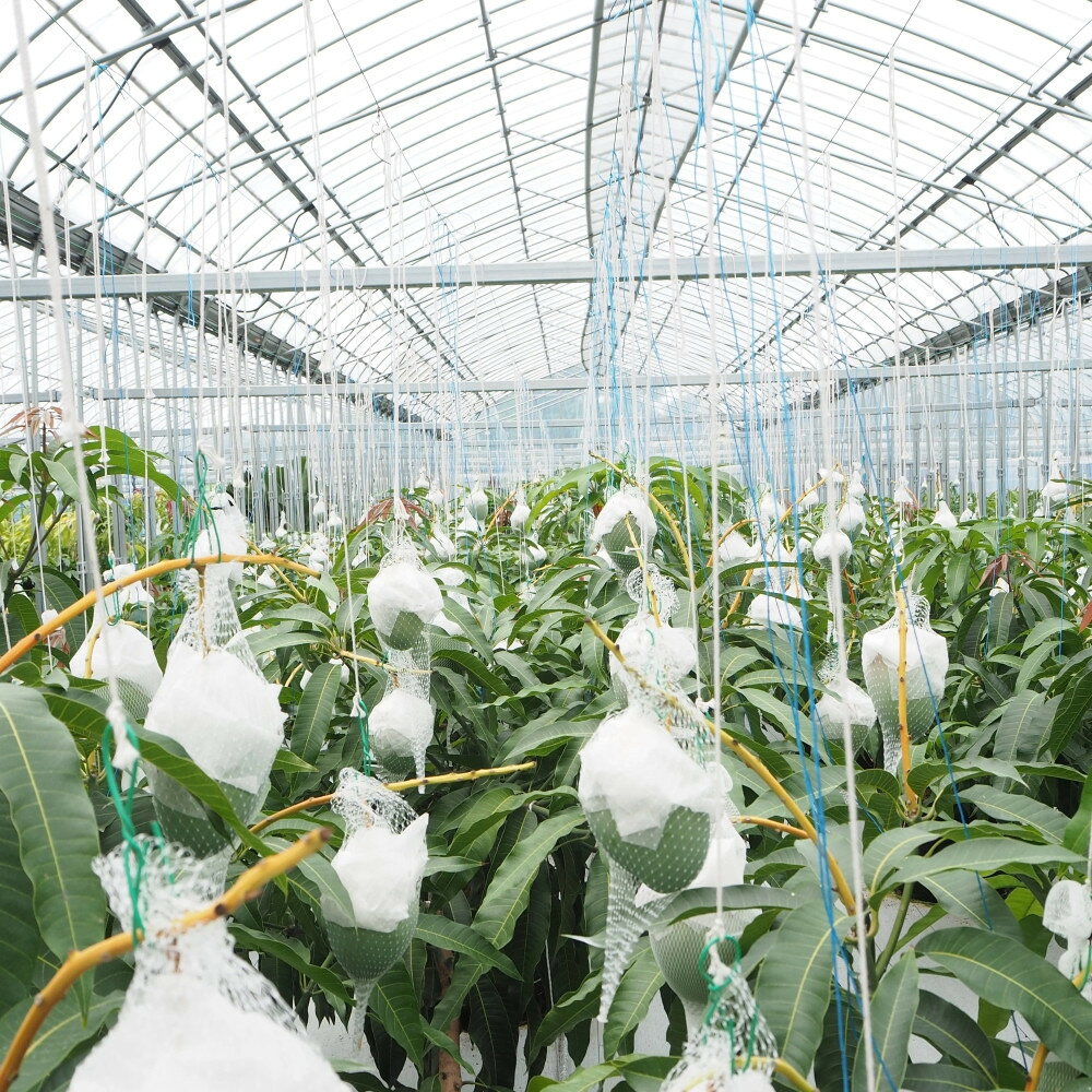 【ふるさと納税】和歌山県産 樹上完熟しおさいマンゴー 2玉入り★2026年8月初旬頃より順次発送　［TM218］ | マンゴー フルーツ 果物 くだもの 食品 人気 おすすめ 送料無料 サムネイル3