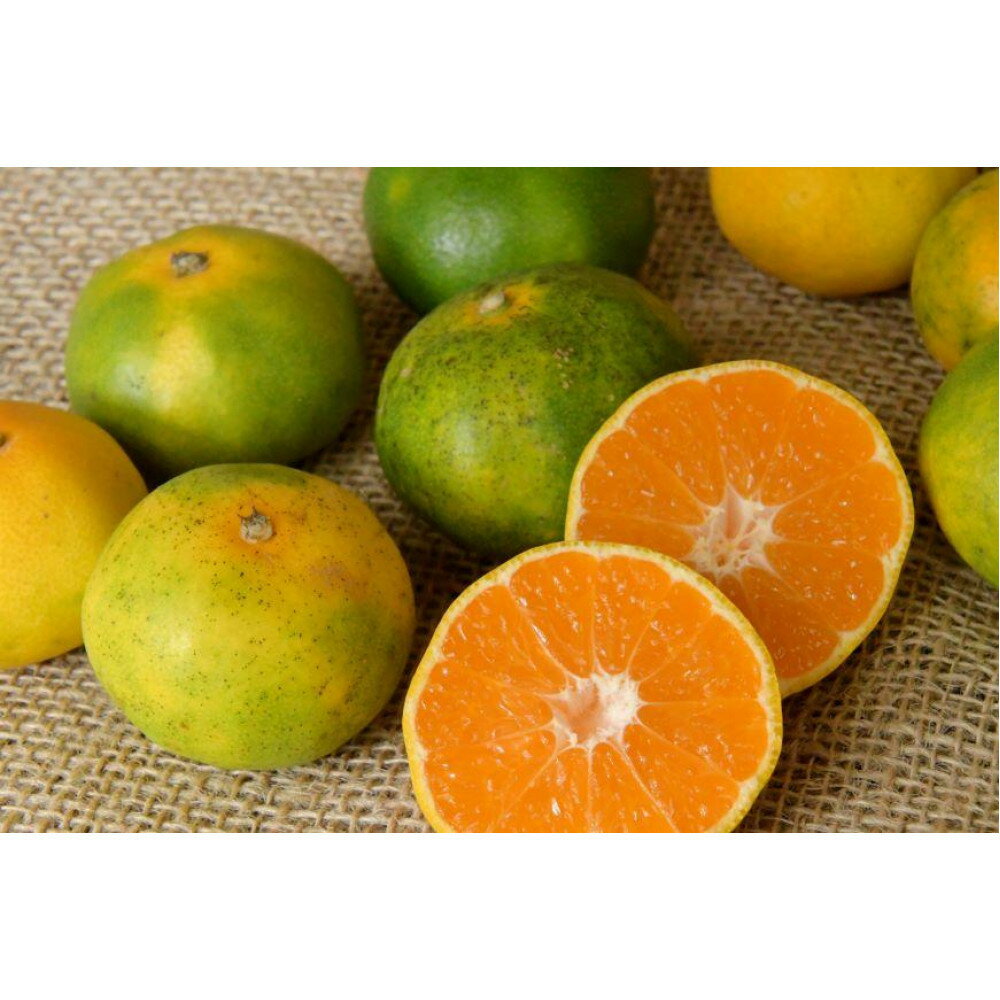 【ふるさと納税】和歌山の農園直送！北村農園のゆら早生みかん5kg　 サムネイル2