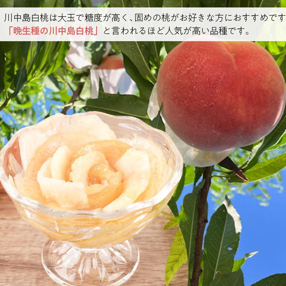 【ふるさと納税】先行予約！［モモ］川中島白桃　約2kg 6～8個入［2026年7月末頃から順次発送］［秀品］こだわり農家厳選 ［KG13］ | もも フルーツ 果物 くだもの 食品 人気 おすすめ 送料無料 サムネイル3