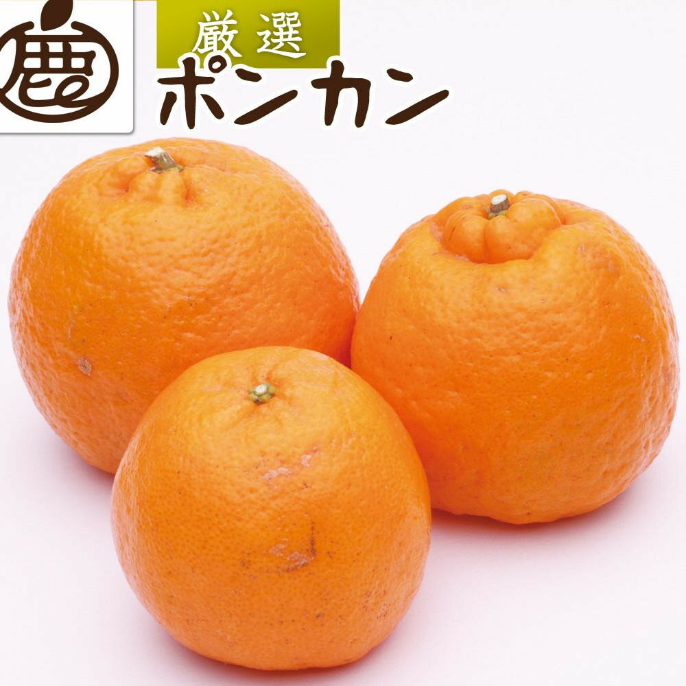 【選べる容量】［先行予約］厳選 ポンカン1kg～10kg+250g（傷み補償分）［IKE19］ | フルーツ 果物 くだもの 食品 人気 おすすめ 送料無料