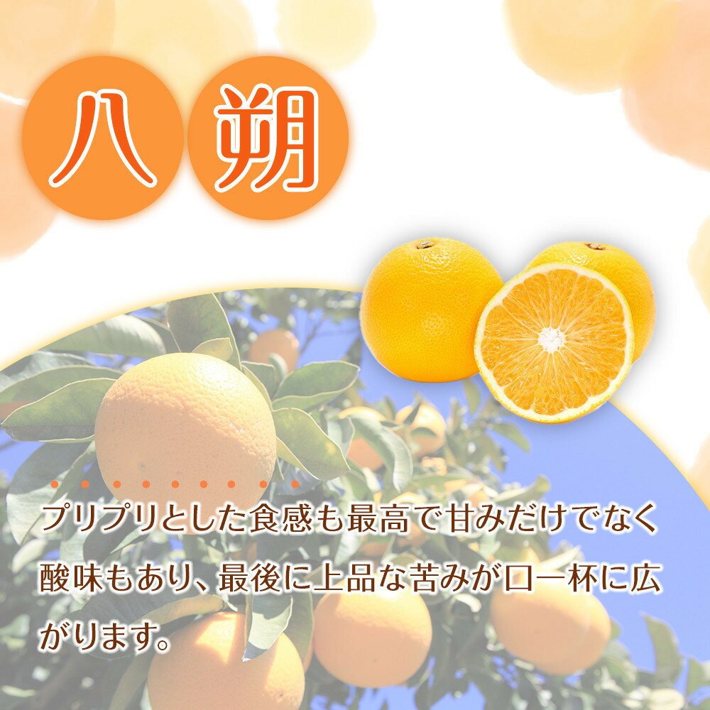 【ふるさと納税】【選べる容量】贈答用 森本農園の手選別 八朔 約2～10kg 和歌山県産 サイズ混合 ［北海道・沖縄・離島配送不可］［2026年1月中旬から2月中旬頃順次発送予定］ | みかん 蜜柑 フルーツ 果物 くだもの 食品 人気 おすすめ 送料無料 サムネイル2