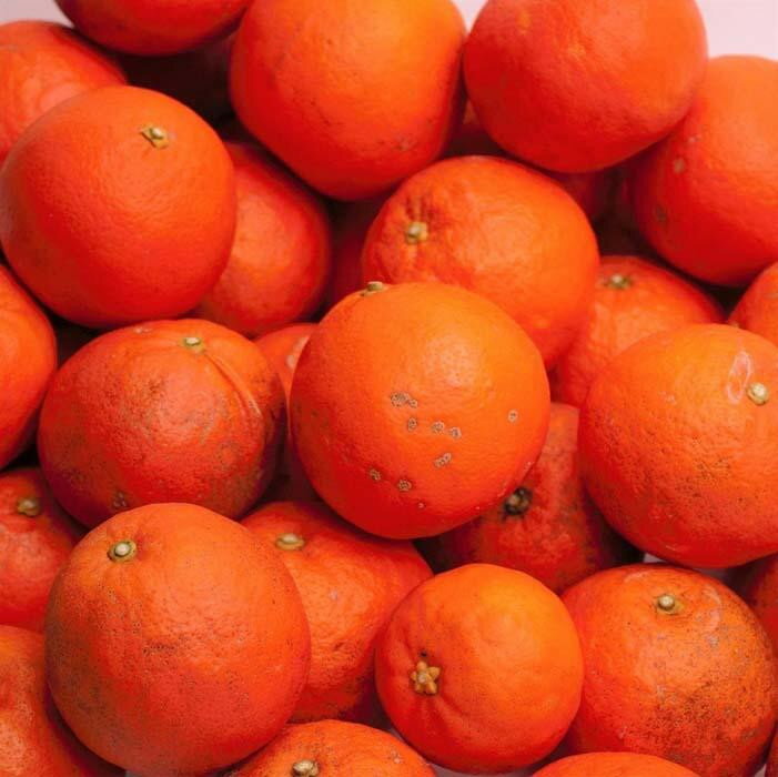 【ふるさと納税】【選べる容量】［先行予約］ 家庭用 セミノール オレンジ 2.5～10kg+250g（傷み補償分）［春みかん］［訳あり］［光センサー食べ頃出荷］ | フルーツ 果物 くだもの 食品 人気 おすすめ 送料無料 有田の春みかん サムネイル3