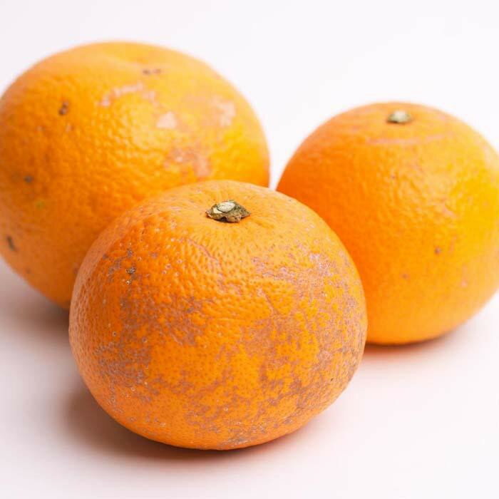 【ふるさと納税】【選べる容量】［先行予約］ 家庭用 樹上完熟はっさく 2.5～10kg+250g（傷み補償分）［有田の春みかん・五月八朔・木生りはっさく］［光センサー選別］［訳あり・わけあり］ | フルーツ 果物 くだもの 食品 人気 おすすめ 送料無料 サムネイル2