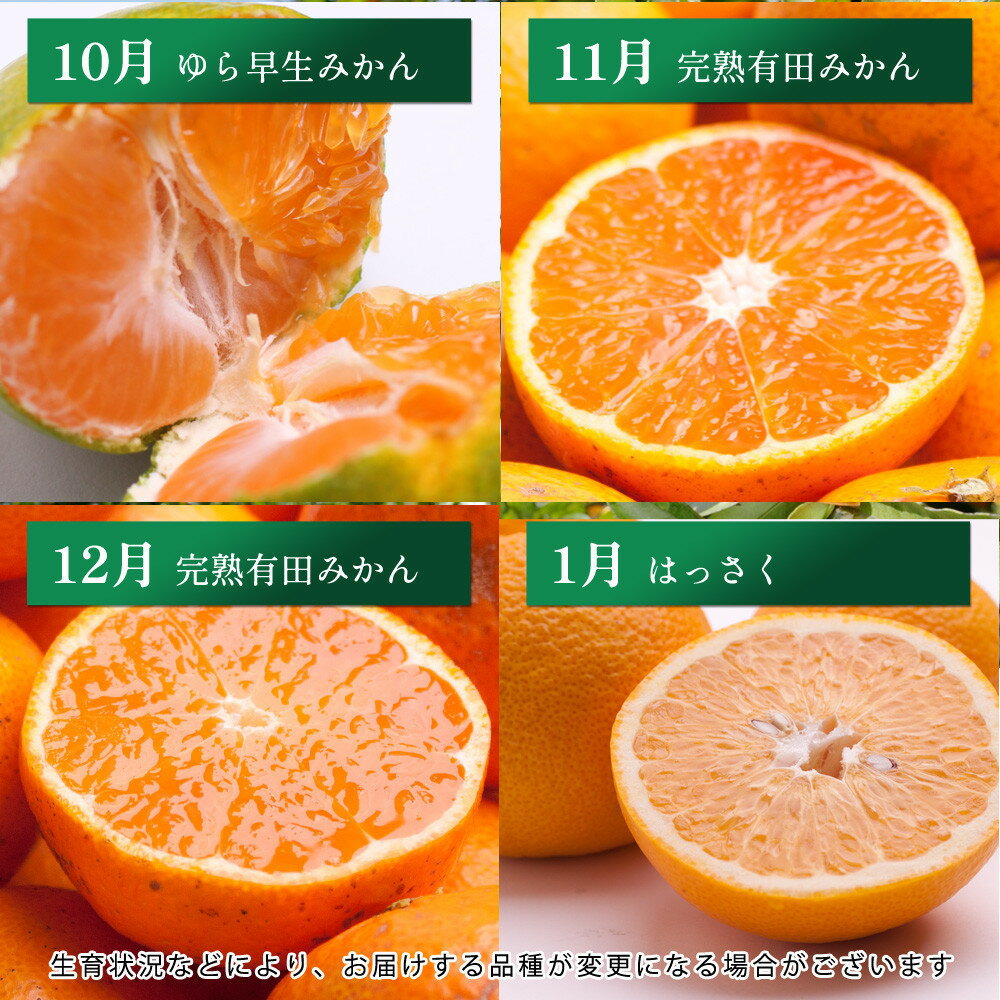 【ふるさと納税】【選べる回数・容量】厳選 柑橘定期便 | フルーツ 果物食品 人気 おすすめ 送料無料 サムネイル3