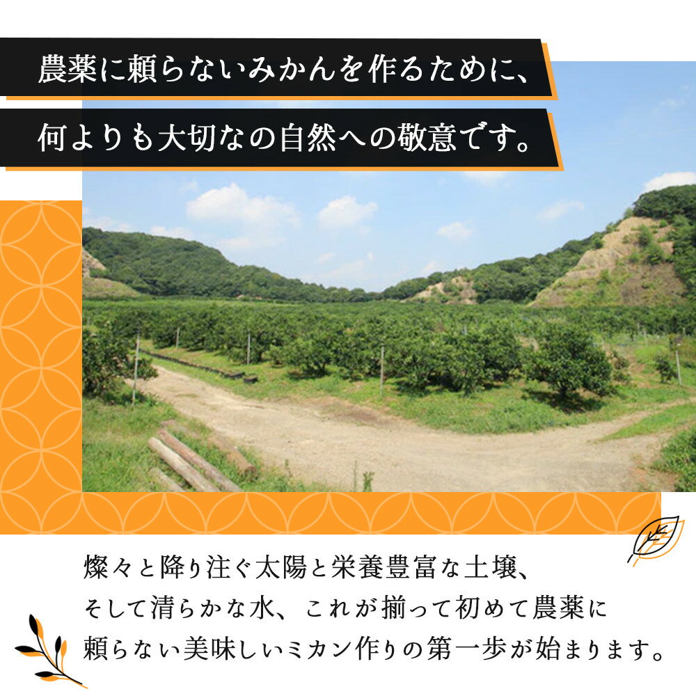 【ふるさと納税】【選べる容量】みかん『紅俺（べにおれ）』サイズSML混合 3～10kg［糖度12度〜14度未満］ | みかん 蜜柑 フルーツ 果物 くだもの 食品 人気 おすすめ 送料無料 産地直送 サムネイル3