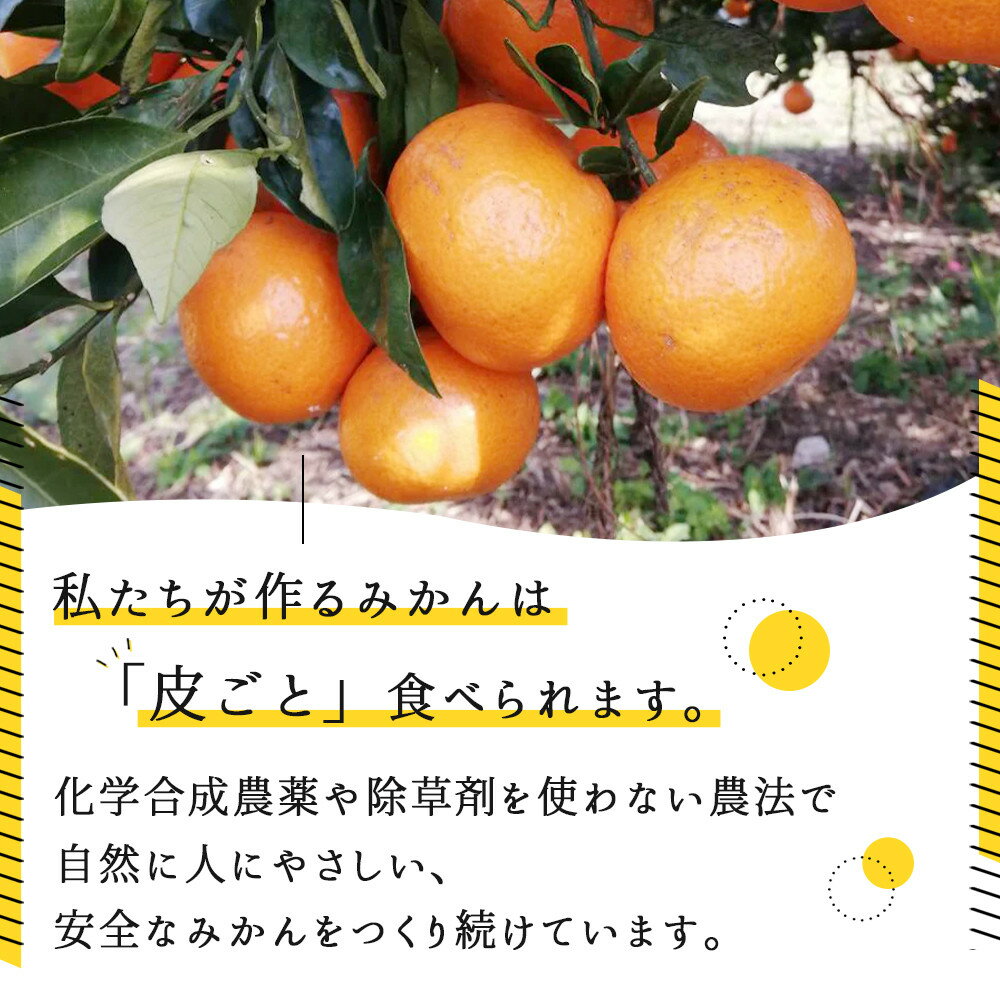【ふるさと納税】【選べる容量】みかん『紅まろ（べにまろ）』2S～2Lサイズ 5～10kg ［糖度11度〜12度未満］ | みかん 蜜柑 フルーツ 果物 くだもの 食品 人気 おすすめ 送料無料 産地直送 サムネイル2