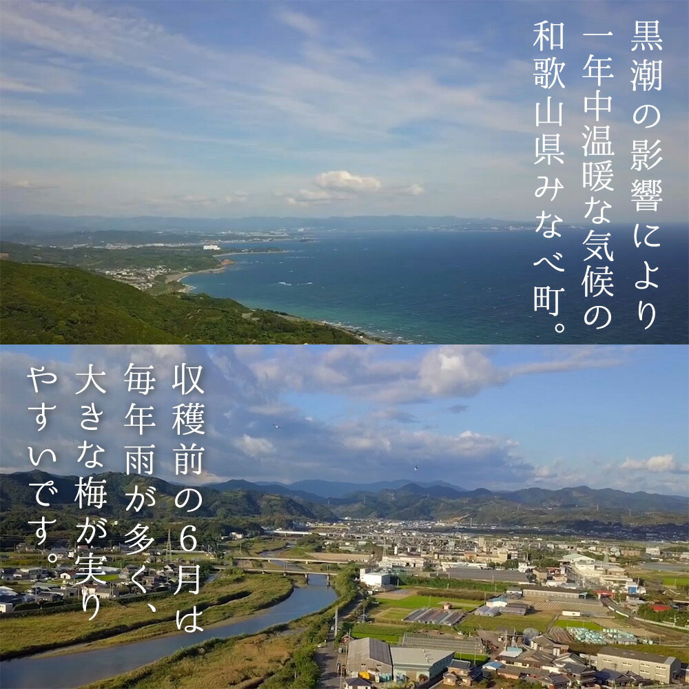 【ふるさと納税】梅酒　啓-HIRAKU-　720ml | 《日本一の梅の産地》 《百年の伝統》 紀州 和歌山 みなべ町 梅 ウメ うめ 梅酒 ウイスキー梅酒 30度 紀州本庄うめよし サムネイル3