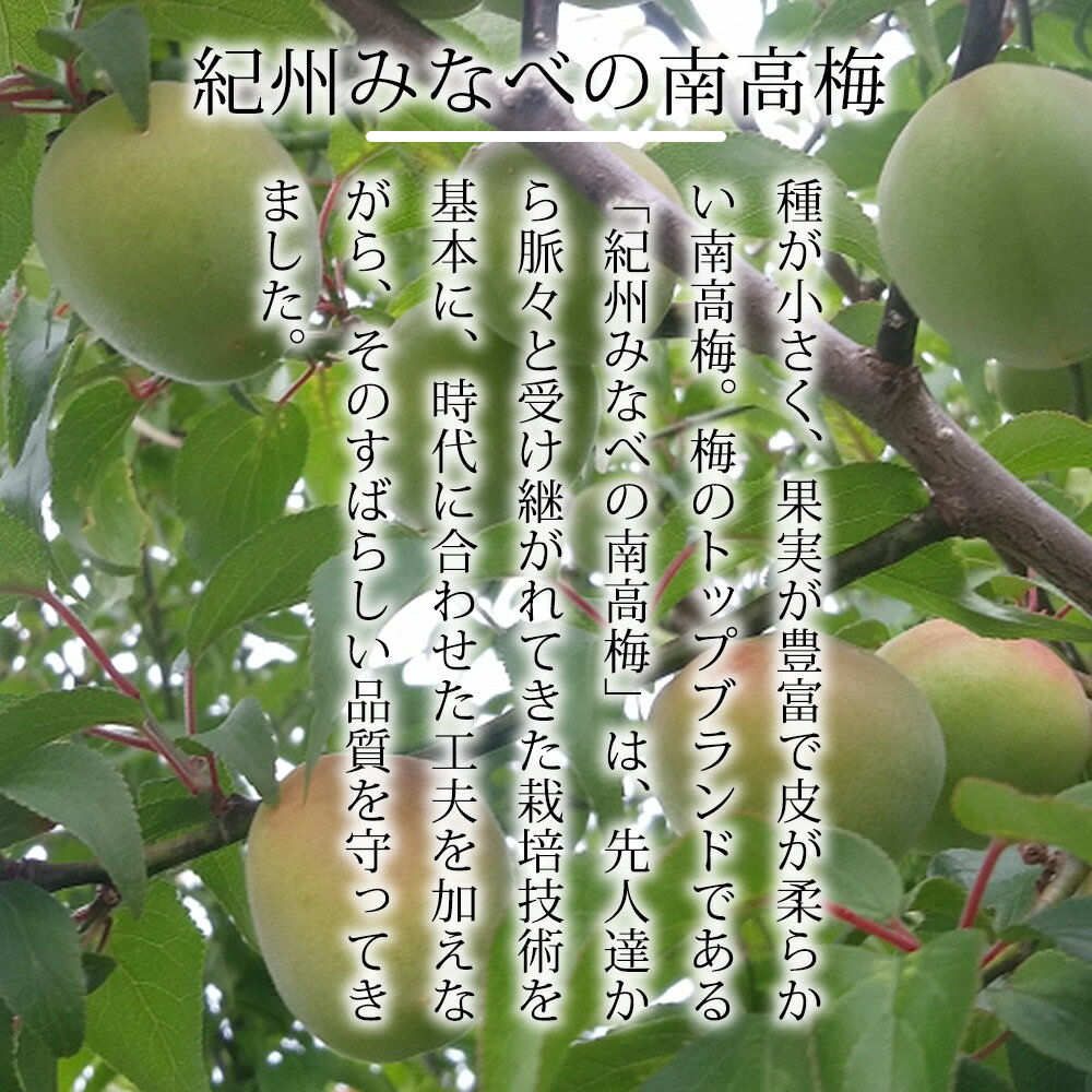 【ふるさと納税】こく旨tomato調味料 | 《日本一の梅の産地》 紀州 和歌山県 みなべ町 ドレッシング ポン酢 ミニトマト 甘い 150ml×8本 サムネイル2