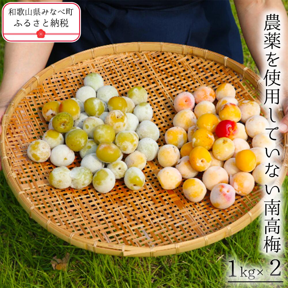 農薬を使用していない南高梅 | 南高梅 紀州南高梅 無農薬 冷凍 梅の実 うめ 和歌山