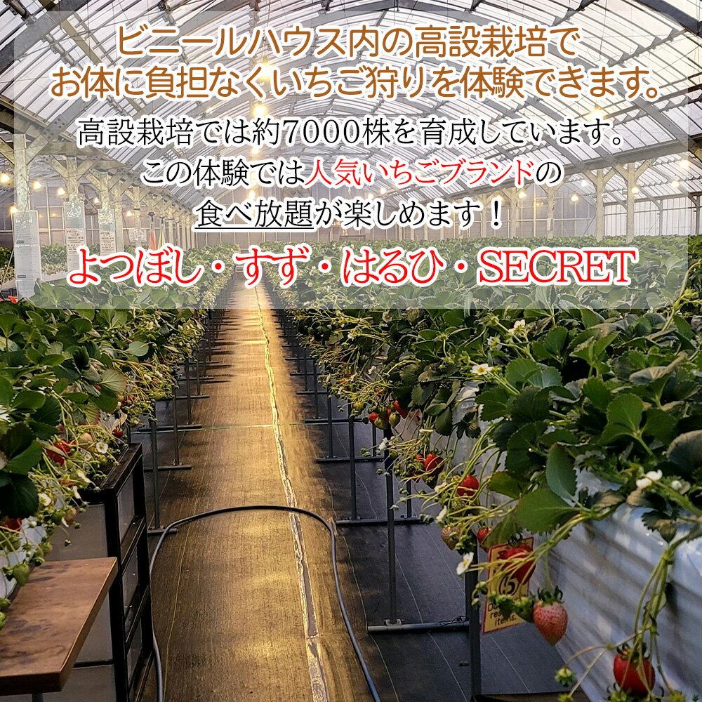 【ふるさと納税】いちご狩り体験ファミリーチケット | いちご いちご狩り 体験チケット 和歌山 - 画像3