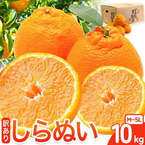 訳あり 不知火 ( デコポン と同品種 ) しらぬい 約 10kg (M〜5Lサイズ) どの坂果樹園《2026年2月上旬-4月上旬頃出荷》 和歌山県 日高川町 しらぬい 不知火 デコポン でこぽん 旬 果物 フルーツ 柑橘 訳あり不知火 訳ありデコポン 訳ありしらぬい 送料無料
