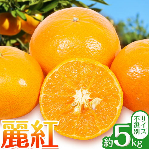 【先行予約】麗紅 5kg れいこう みかん サイズ不選別 どの坂果樹園《2026年1月末-2月末頃出荷予定》和歌山県 日高川町 みかん 柑橘 フルーツ 果物 れいこう ミカン 柑 産地直送 送料無料