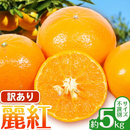 【先行予約】訳あり 麗紅 5kg れいこう みかん サイズ不選別 どの坂果樹園《2026年1月末-2月末頃出荷予定》和歌山県 日高川町 みかん 柑橘 フルーツ 果物 ミカン 柑橘 産地直送 送料無料