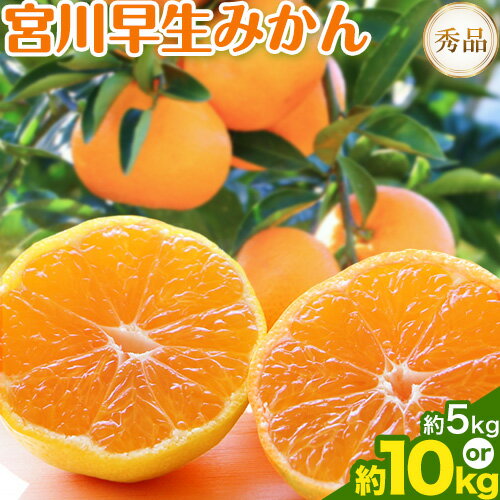 【先行予約】宮川 早生 みかん 選べる 内容量 約 5kg (S〜Mサイズ) 約 10kg (S〜Mサイズ) 松井農園《2025年12月上旬-2026年1月上旬頃出荷予定》 和歌山県 日高川町 みかん早生 旬 柑橘 フルーツ 果物 ミカン 蜜柑