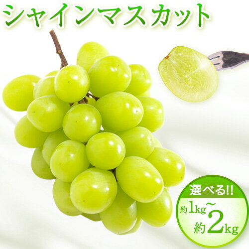 紀州和歌山産 シャインマスカット 選べる 約 1kg 約 2kg 魚鶴商店《2026年8月下旬-9月上旬出荷》マスカット 和歌山県 日高川町 贈り物 ギフト ぶどう シャインマスカット