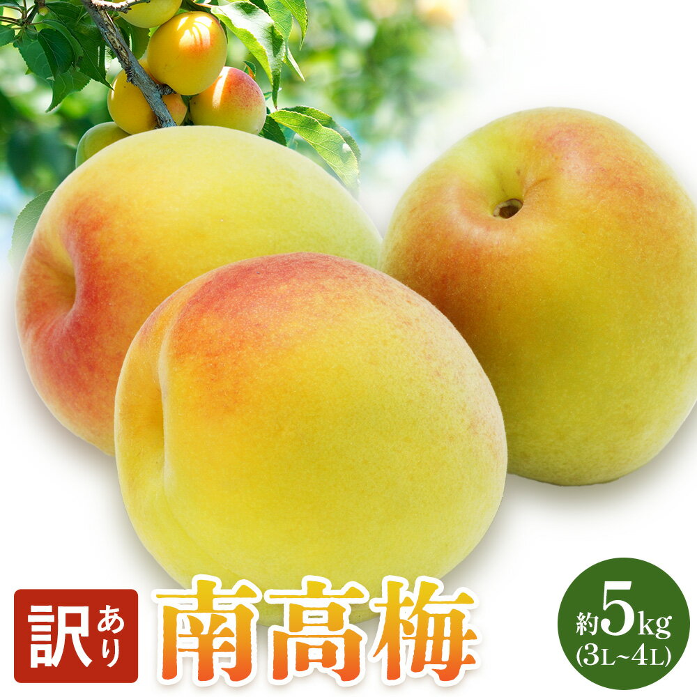 【訳あり】 南高梅 約5kg (3L~4L) マル二《2026年6月上旬-6月下旬頃出荷》 和歌山県 日高川町 梅 紀州南高梅 うめ ご家庭用 訳あり フルーツ 果物