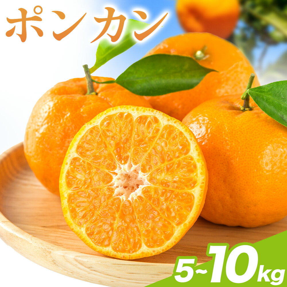 和歌山県産 ポンカン 選べる 5kg 7.5kg 10kg 中畑農園《1月下旬-2月末頃出荷》 和歌山県 日高川町 みかん ミカン 蜜柑 椪柑 フルーツ 果物 柑橘 送料無料