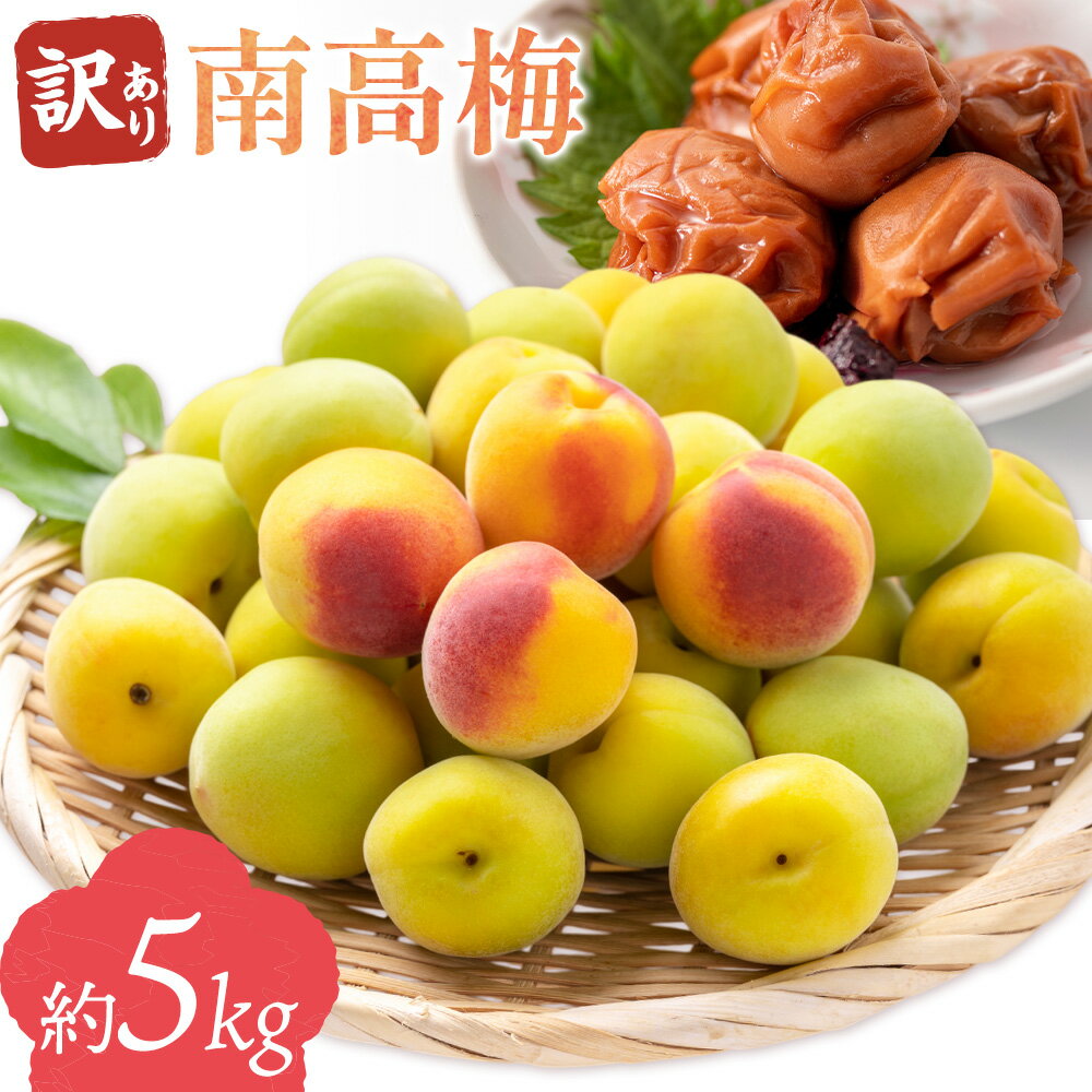 訳あり 南高梅 約5kg 垣内農園 《6月上旬-6月中旬頃出荷》和歌山県 日高川町 梅 うめ ウメ 梅干し 梅酒 梅シロップ 送料無料