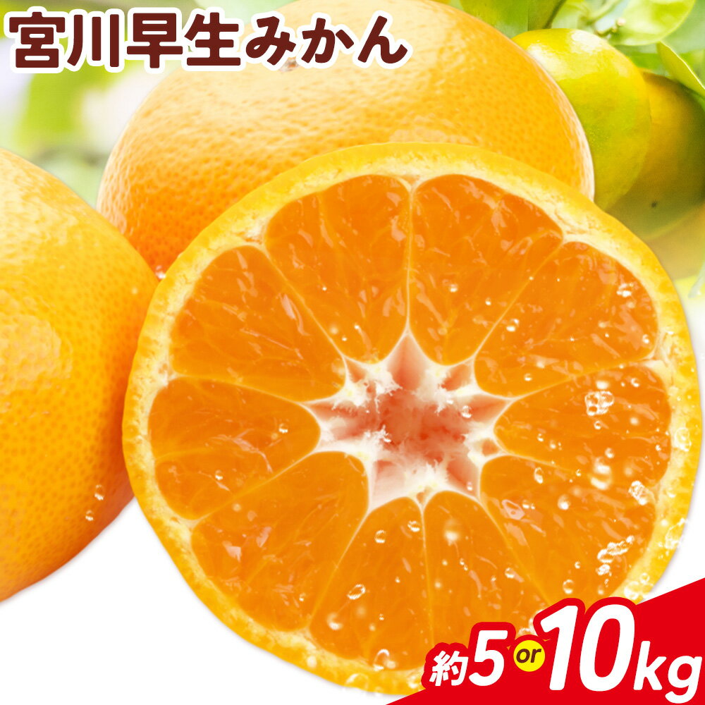 宮川早生みかん 選べる 約5kg 約10kg マルツネ農園《12月上旬-1月下旬頃出荷》 和歌山県 日高川町 旬 果物 みかん 蜜柑 フルーツ 柑橘 産地直送 送料無料