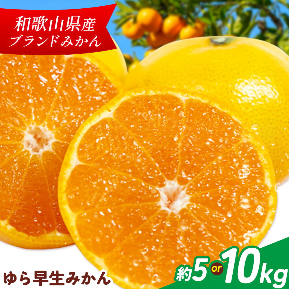ゆら早生みかん 選べる 約5kg 約10kg マルツネ農園《11月上旬-12月下旬頃出荷》 和歌山県 日高川町 旬 果物 みかん 蜜柑 フルーツ 柑橘 産地直送 送料無料