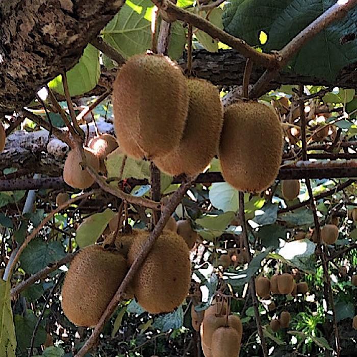 和歌山産 キウイフルーツ 約1.2kg 秀品 ［US62］ | 和歌山 キウイ キュウイ 旬の果物 果物 くだもの フルーツ 旬の味覚 食べ物 食品 お取り寄せ 美味しい おいしい ご当地 ギフト 贈り物 プレゼント 贈答品 贈答用 果実 おやつ