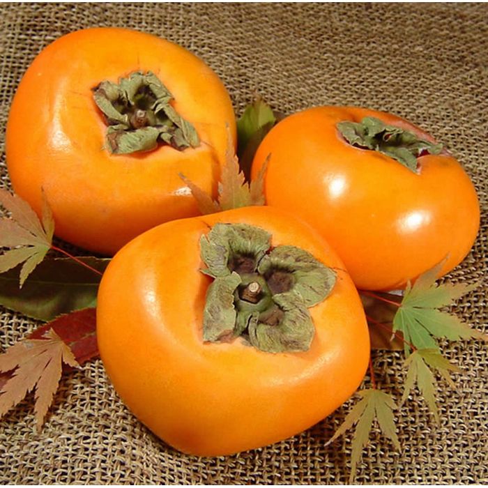 【ふるさと納税】和歌山の種なし柿　約7.5kg（秀品：サイズ・品種おまかせ）／紀伊国屋文左衛門本舗［TC4］ | ふるさと 納税 支援 お取り寄せ 柿 和歌山 和歌山県 特産品 ご当地 果物 くだもの フルーツ 食べ物 たべもの かき カキ 種なし 関西 近畿 食品 種なし柿 種無し柿 サムネイル3