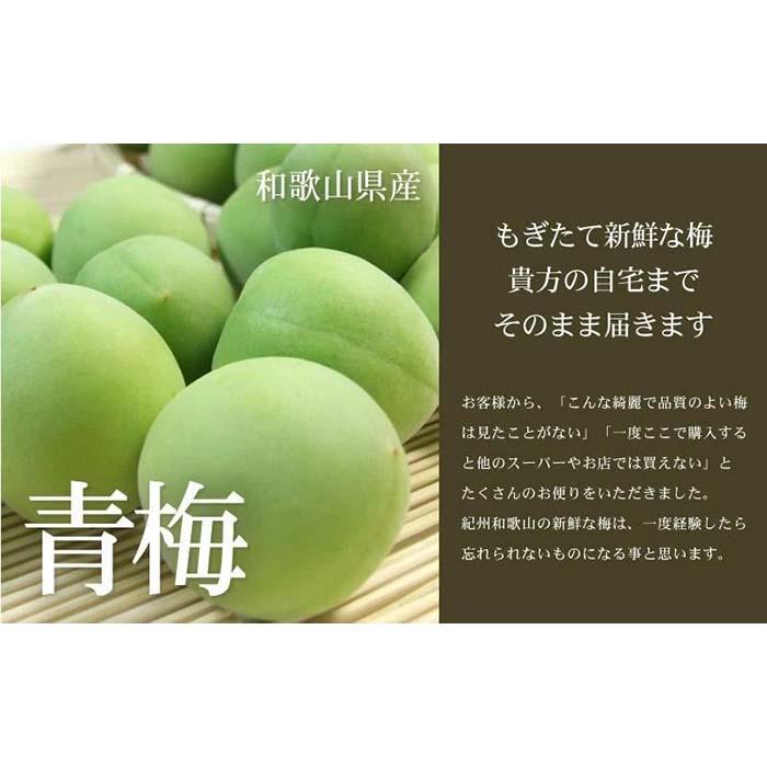 【ふるさと納税】南高梅【緑】10kg 大サイズ 厳選南高梅 梅酒用 フレッシュ青梅（生梅）／紀伊国屋文左衛門本舗 サムネイル3