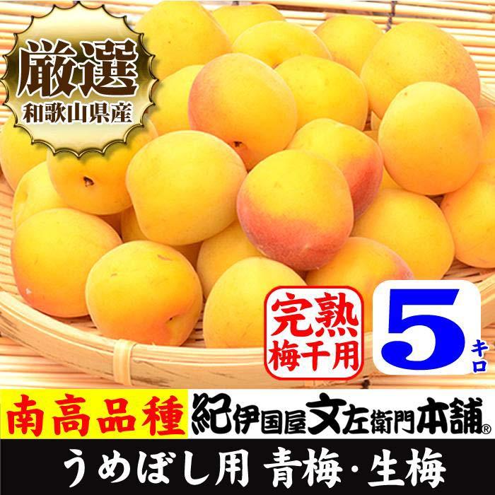 南高梅【完熟】黄色5kg 大サイズ 梅干用フレッシュ青梅（生梅）／紀伊国屋文左衛門本舗