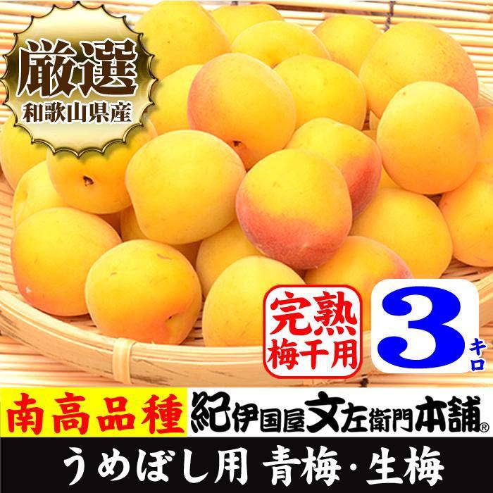 南高梅【完熟】黄色3kg ■特大サイズ 梅干用フレッシュ青梅（生梅）／紀伊国屋文左衛門本舗