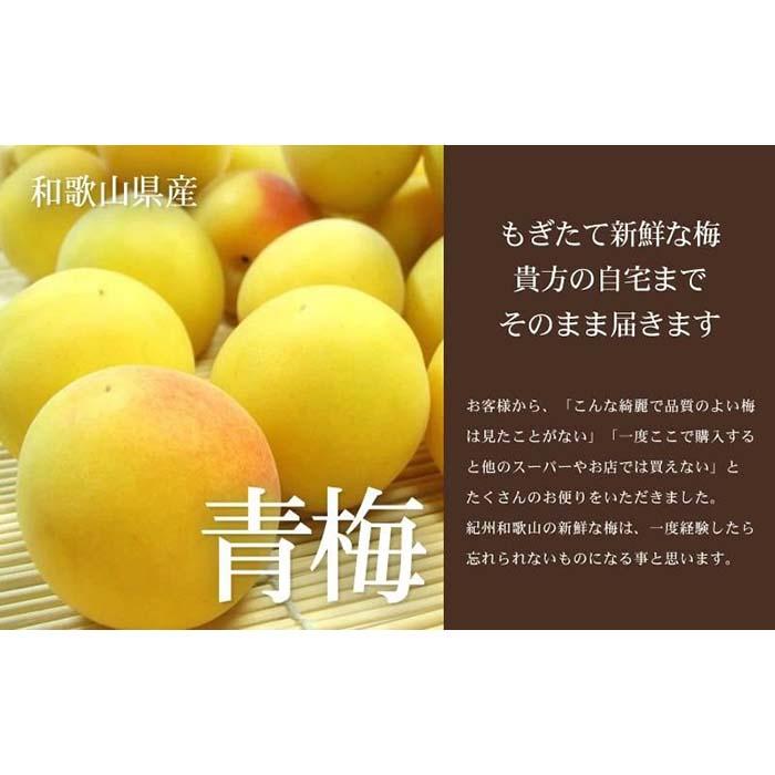 【ふるさと納税】南高梅【完熟】黄色3kg ■特大サイズ 梅干用フレッシュ青梅（生梅）／紀伊国屋文左衛門本舗 サムネイル3