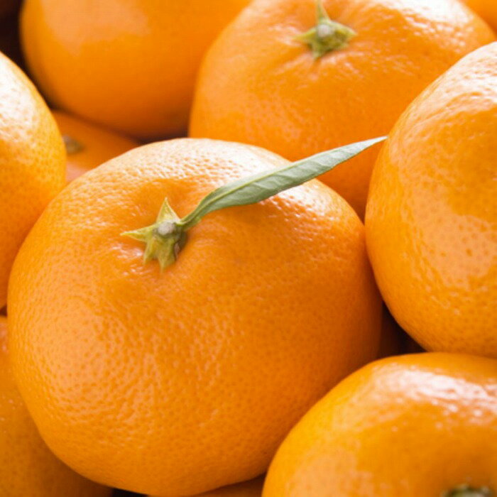 【ふるさと納税】【産直・秀品】和歌山下津みかん約6kg（2Lサイズ）★2025年11月中旬頃より順次発送【TM75】 | 返礼品 支援 お取り寄せ ご当地 お土産 みかん 特産品 名産品 果物 くだもの フルーツ 柑橘類 かんきつ類 果実 食品 美味しい お礼の品 楽天ふるさと 農産物 サムネイル2