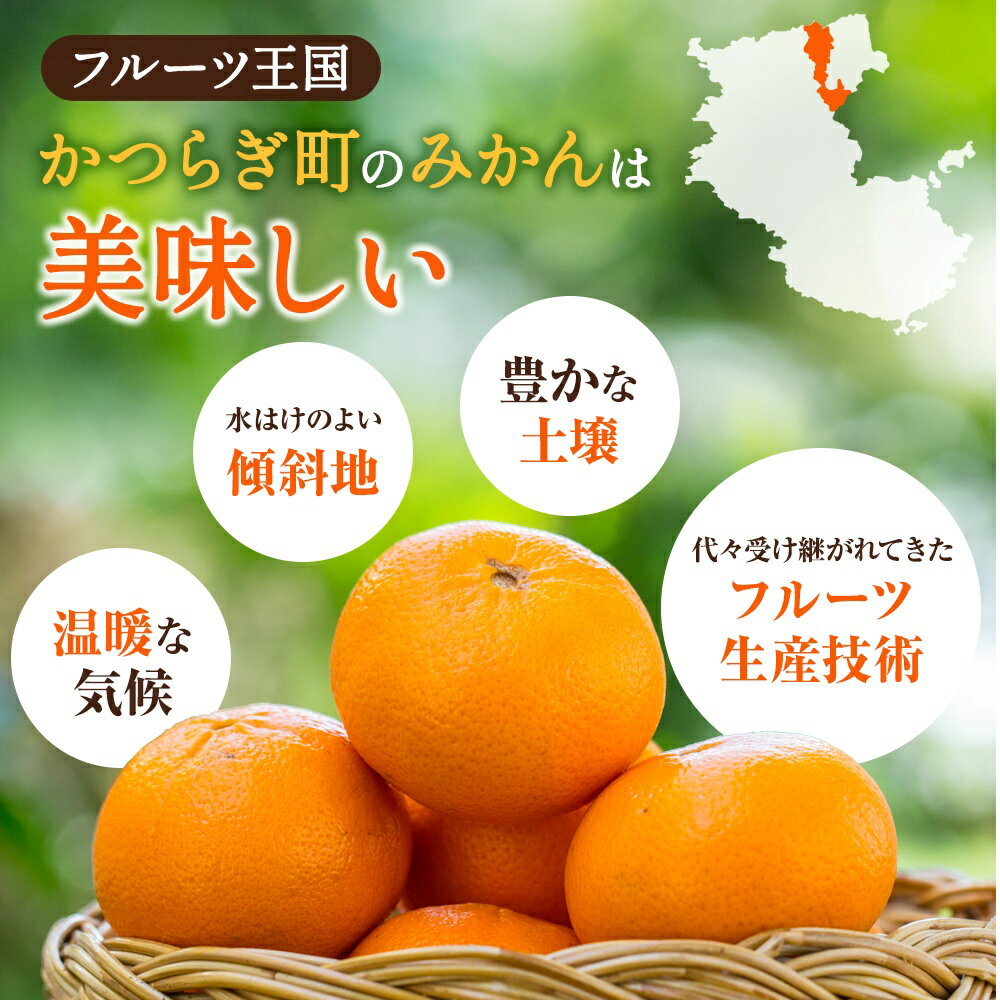 【ふるさと納税】【先行予約】希少種みかん はれひめ 秀品 約5kg (25個～30個) ※2025年12月中旬～2026年2月初旬頃に順次発送予定（お届け日指定不可）/ 和歌山 みかん ミカン フルーツ 柑橘 蜜柑 果物 くだもの 旬 産地直送 サムネイル3