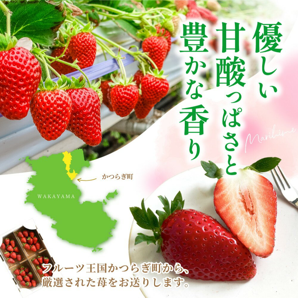 【ふるさと納税】 【先行予約】 まりひめイチゴ4パック 食べやすいひと口サイズ M～L（15粒～20粒入×4パック）【2026年1月初旬～3月下旬頃に順次発送】/ 苺 和歌山 フルーツ 果物 くだもの サムネイル2