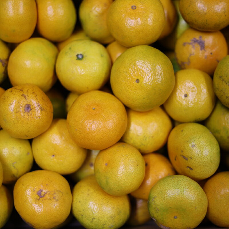 【ふるさと納税】 極早生みかん 【訳あり】みかん 産直 サイズ混合 【選べる容量】 1.5kg 2kg 4.5kg 6kg 8kg 10kg 早生みかん 果物 くだもの フルーツ 温州みかん 和歌山 柑橘 オレンジ【2025年10月上旬～下旬頃に順次発送】 サムネイル3