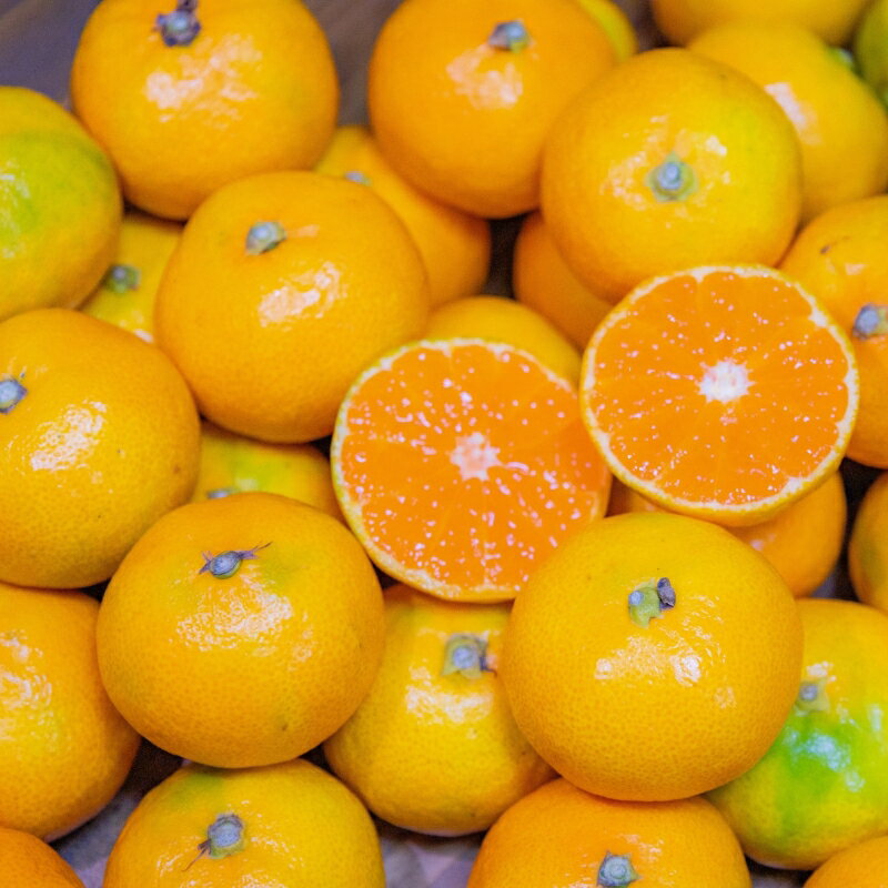 【ふるさと納税】 極早生みかん 【訳あり】みかん 産直 サイズ混合 【選べる容量】 1.5kg 2kg 4.5kg 6kg 8kg 10kg 早生みかん 果物 くだもの フルーツ 温州みかん 和歌山 柑橘 オレンジ【2025年10月上旬～下旬頃に順次発送】 サムネイル2