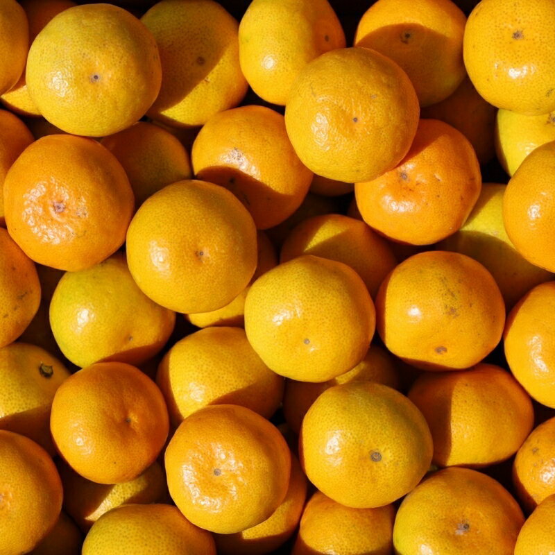 【ふるさと納税】 訳あり＆家庭用 みかん / 手選別 温州みかん 和歌山 甘い 【選べる容量】約1.5kg・4.5kg・6kg・8kg・10kg ※2025年11月上旬～2026年2月中旬ごろに順次発送 サムネイル2