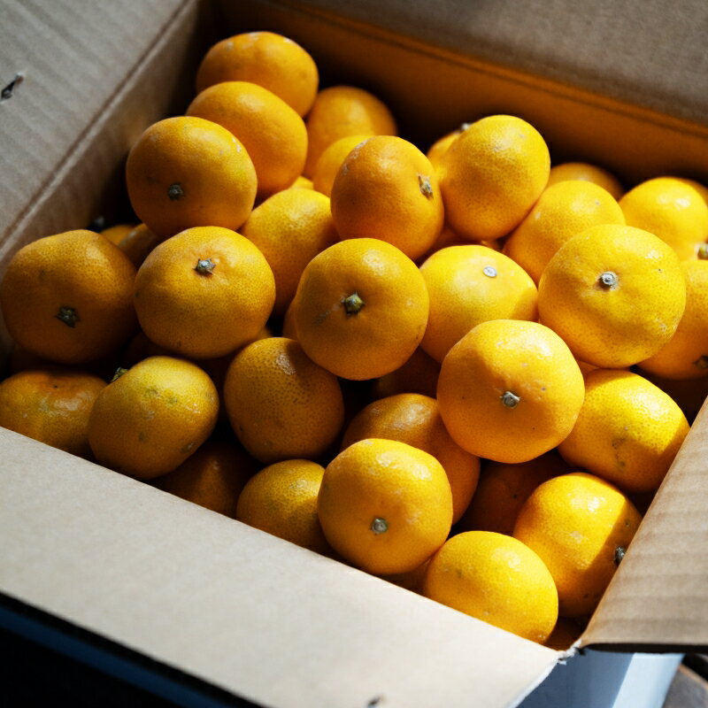 【ふるさと納税】 訳あり＆家庭用 みかん / 手選別 温州みかん 和歌山 甘い 【選べる容量】約1.5kg・4.5kg・6kg・8kg・10kg ※2025年11月上旬～2026年2月中旬ごろに順次発送 サムネイル3