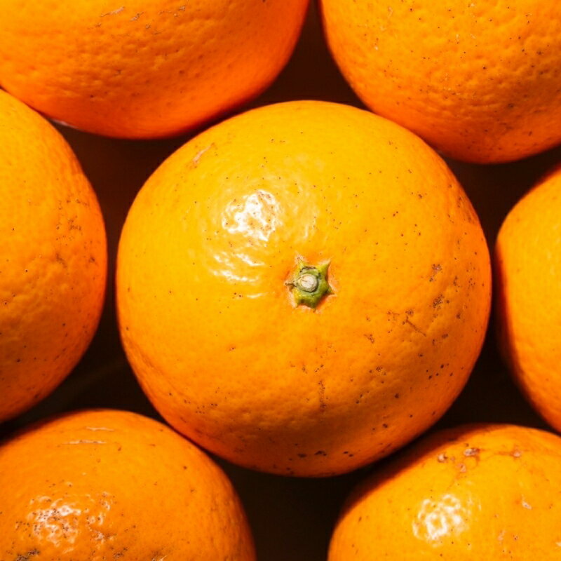 【ふるさと納税】国産 オレンジ 希少 手選別 清見オレンジ 【家庭用・訳あり】 約1.5kg / 約2kg / 約4.5kg / 約6kg / 約8kg / 約10kg 和歌山県産 サイズ混合 【北海道・沖縄・離島配送不可】【2026年2月上旬～5月中旬頃に順次発送】 サムネイル2