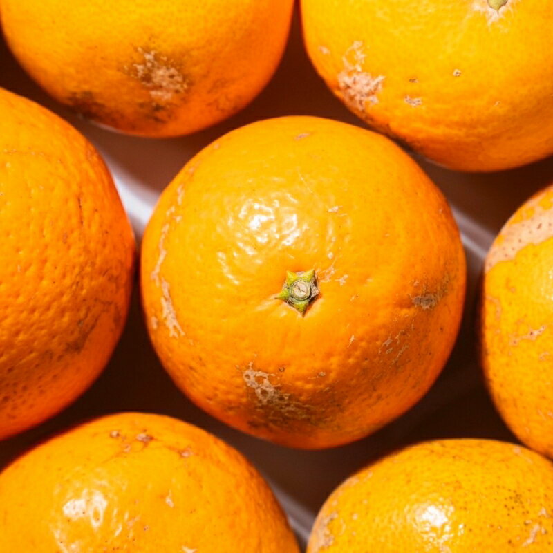 【ふるさと納税】国産 オレンジ 希少 手選別 清見オレンジ 【家庭用・訳あり】 約1.5kg / 約2kg / 約4.5kg / 約6kg / 約8kg / 約10kg 和歌山県産 サイズ混合 【北海道・沖縄・離島配送不可】【2026年2月上旬～5月中旬頃に順次発送】 サムネイル3